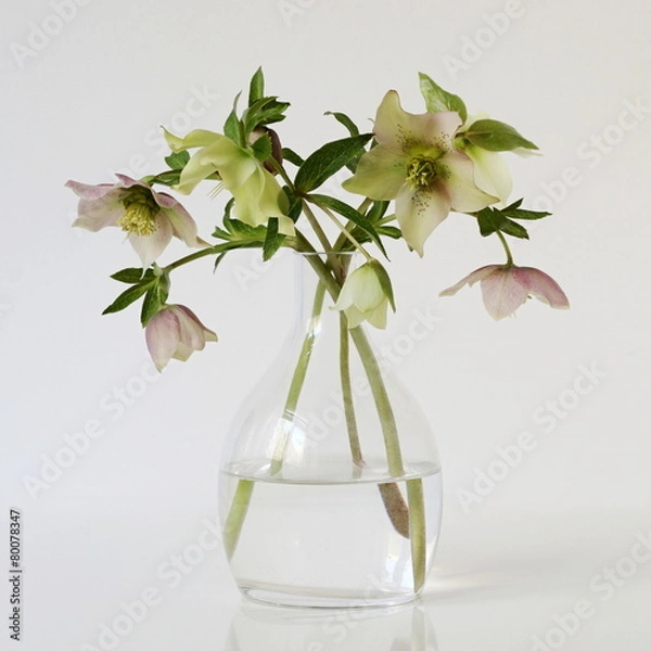 Obraz Bouquet of spring flowers hellebores in a vase.