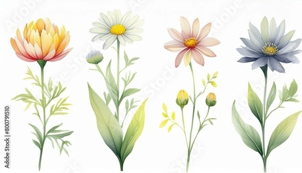 Obraz マーガレット