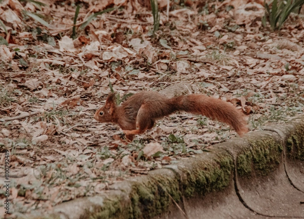 Obraz squirrel eating nut