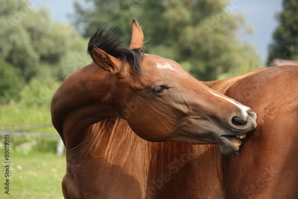 Fototapeta Brązowy koń drapie się na pastwisku