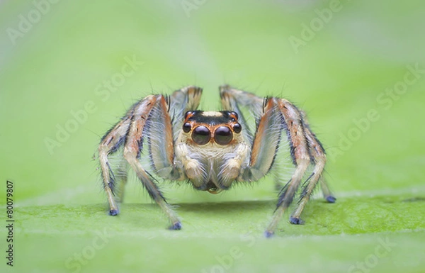 Obraz Jumping spider