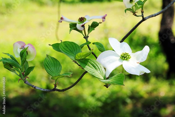 Obraz 白いハナミズキの蕾と花の、ひと枝