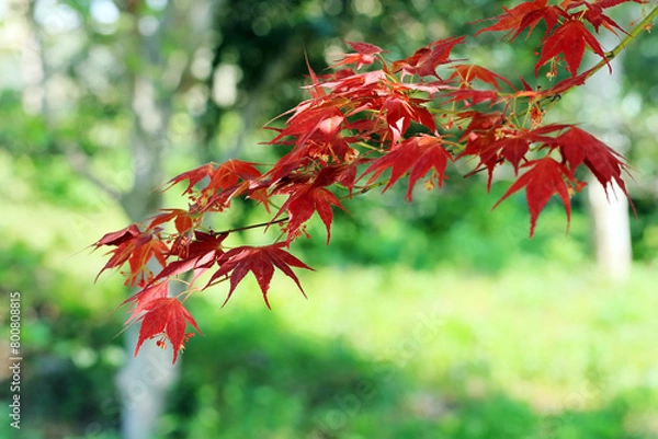 Obraz 新緑の緑に赤いノムラモミジのひと枝