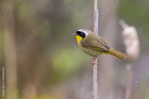 Obraz  Common Yellowthroat