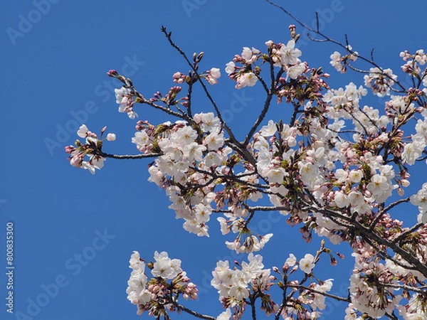 Obraz 벚꽃 나무 가지