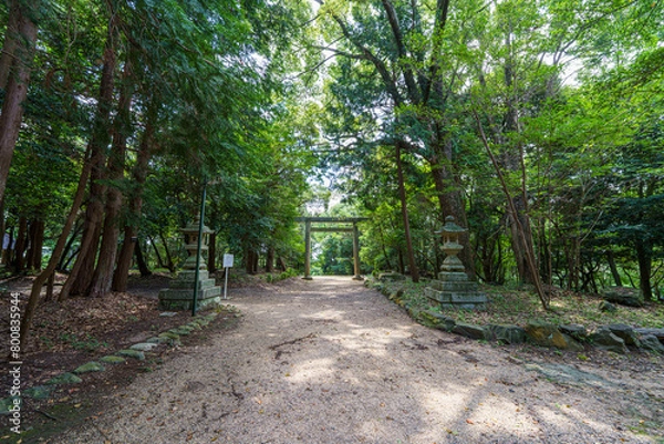 Obraz 緑に囲まれた参道