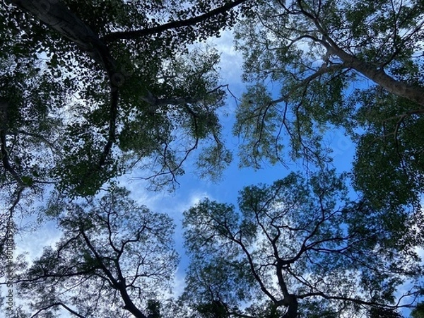 Obraz Natural photos