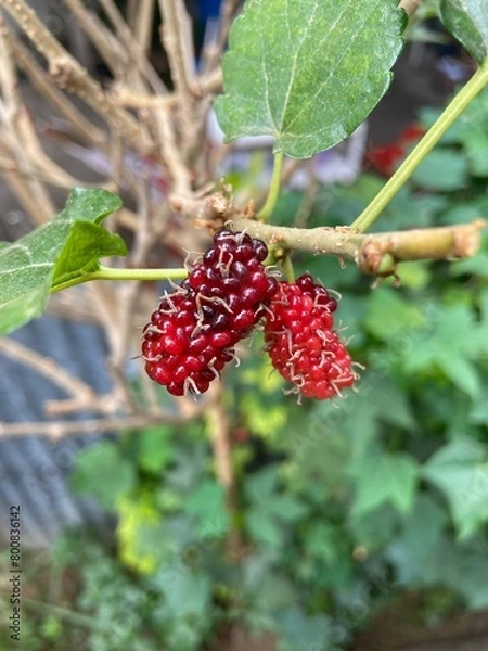 Fototapeta Natural photos