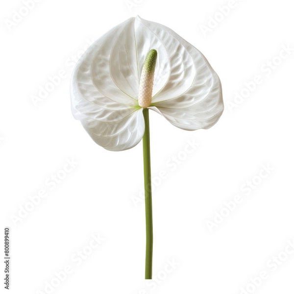 Obraz White anthurium isolated on transparent background