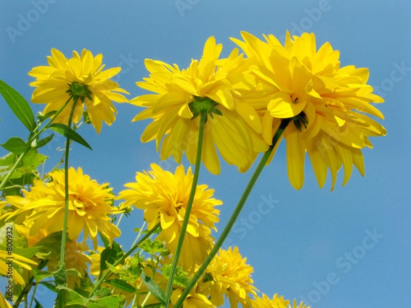 Obraz yellow flowers