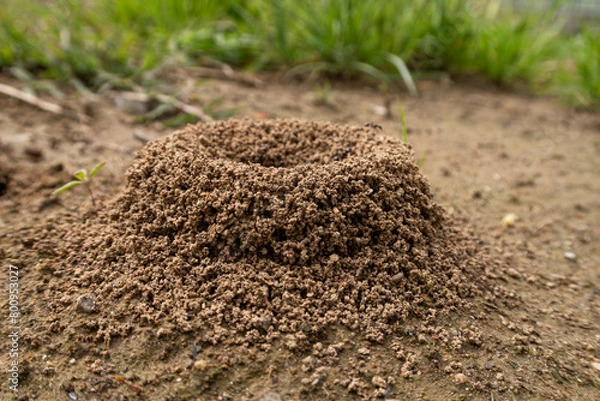 Fototapeta Ants anthill close up detail vision pile soil heap small