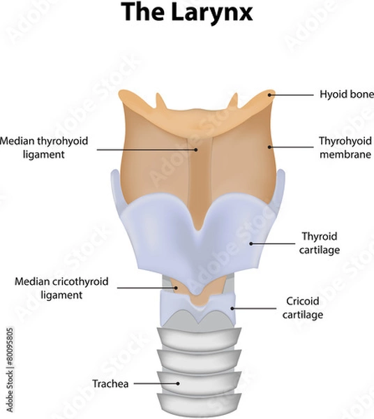 Fototapeta The Larynx Labeled Diagram
