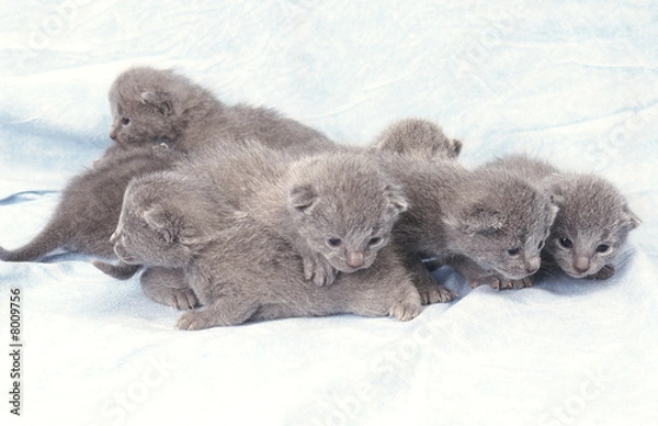 Obraz chat Russe bleu groupe