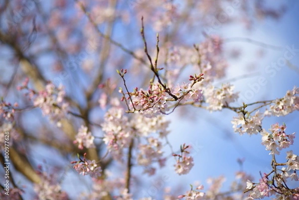 Fototapeta 淡墨桜