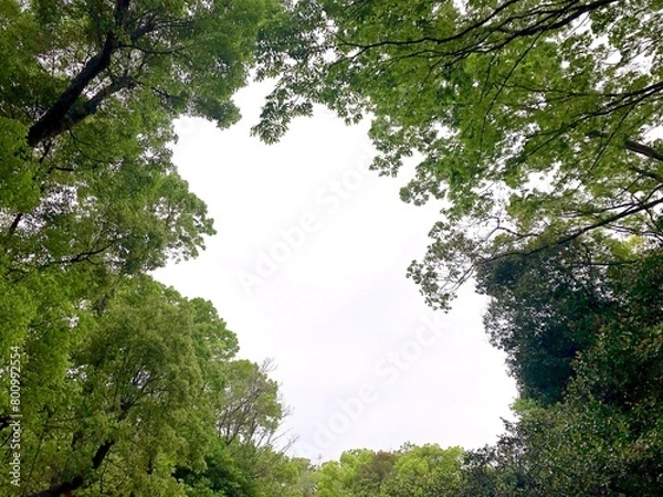 Fototapeta 木々の間から見える空