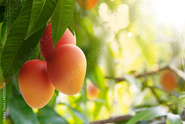 Obraz Red mango on tree with green leaves and sunlight background.