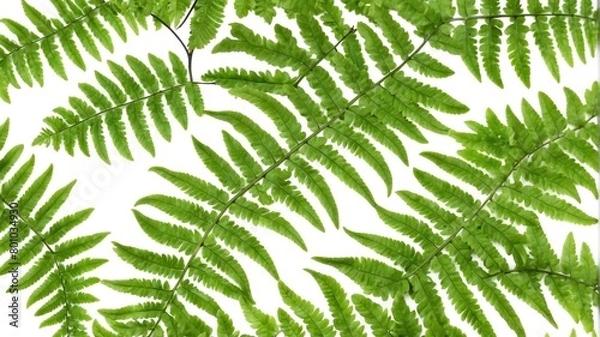 Fototapeta closeup of fern leaves on plain white background from Generative AI
