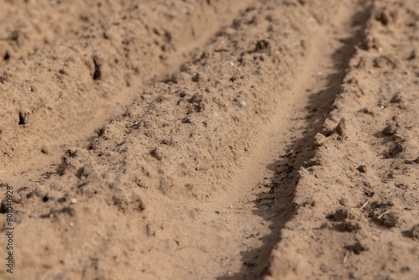 Fototapeta an agricultural field with plowed soil during spring sowing