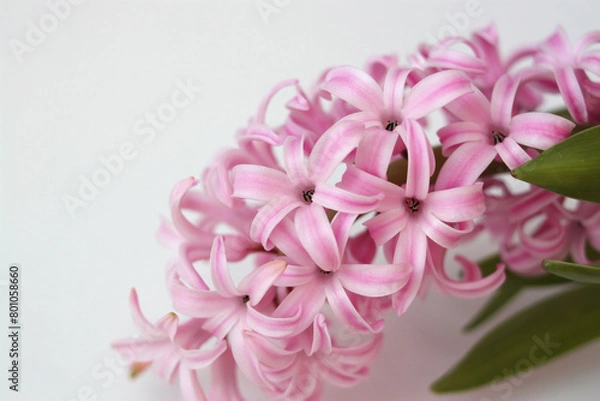 Obraz Pink hyacinth close-up. Flower on white background with copy space.