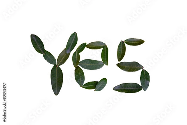 Fototapeta YES made Of Leaves Isolated In White transprent background. YES latter made Of Leaves PNG 