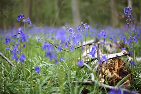 Obraz Bluebell woods UK