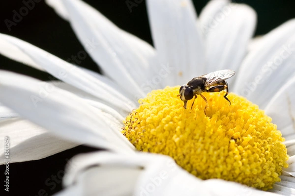 Fototapeta Insect Resting on a Daisy