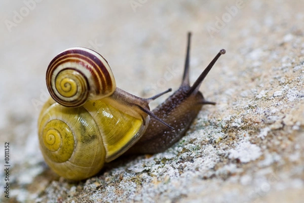 Fototapeta Snails Piggy-Backing