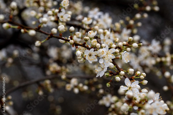 Obraz Kwitnące drzewo