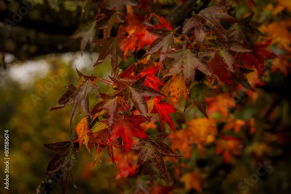 Obraz red maple leaves