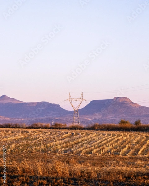 Obraz tree in a field