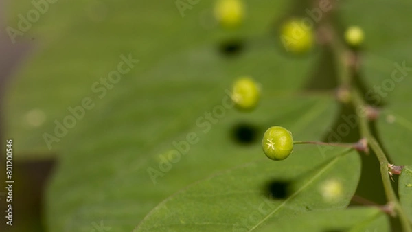 Fototapeta snail on a leaf