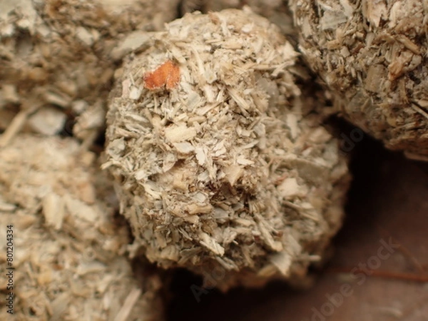 Obraz 二ホンノウサギのフン