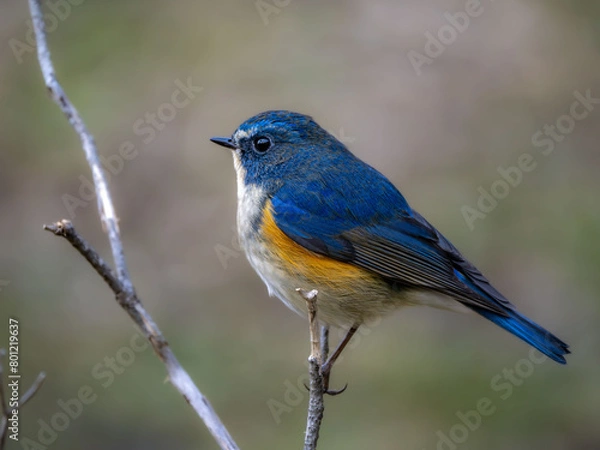 Obraz 森の中で枝に留まっているルリビタキの雄