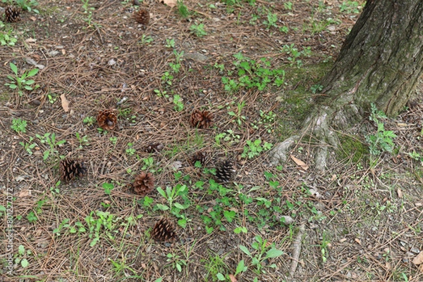 Obraz 소나무 밑에 떨어진 솔방울 여러 개
