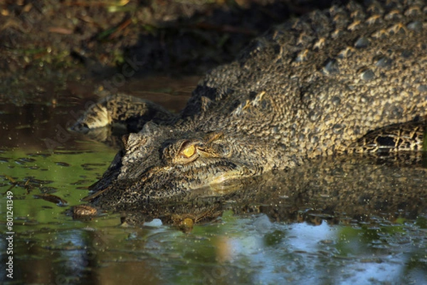 Obraz Australian Reptilian Rest: salt water Crocodile