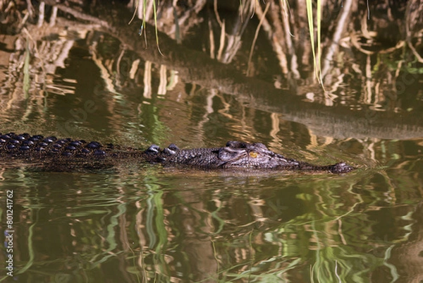Fototapeta Australian Reptilian : salt water Crocodile