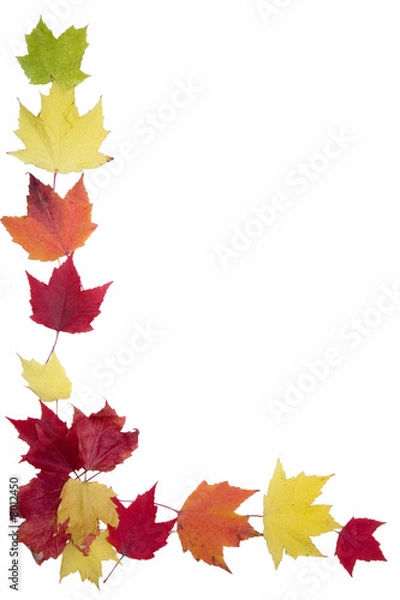 Fototapeta Autumn Maple Leaf Frame