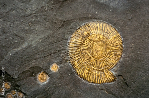 Fototapeta Fossil snail ammonite