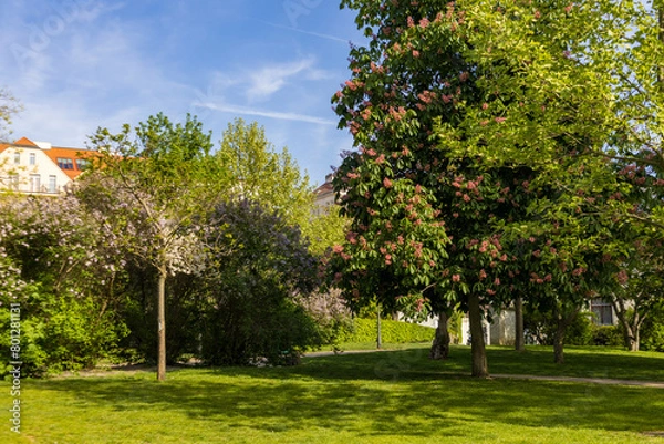 Fototapeta Grassy area with trees and buildings in background on a clear day