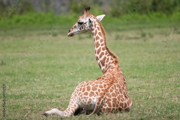 Obraz BABY GIRAFFE SITTING