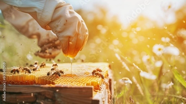 Fototapeta Close up of a beekeepers hands using a honey scraper to remove honey from the combs