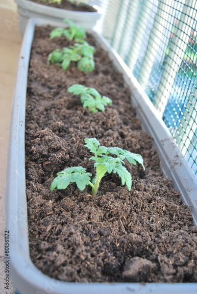 Fototapeta tomatoes in a pot on the balcony
