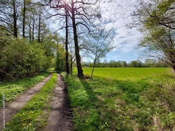 Obraz Weg im Spreewald