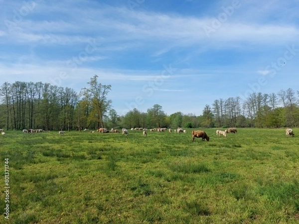 Obraz Kühe im Spreewald