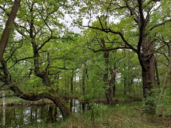 Fototapeta Eichenwald im Spreewald