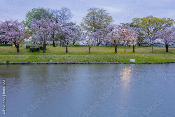 Fototapeta 閑静な庭園