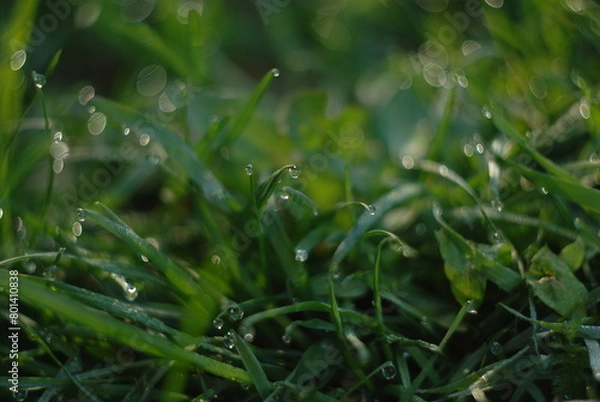 Obraz dew drops on grass