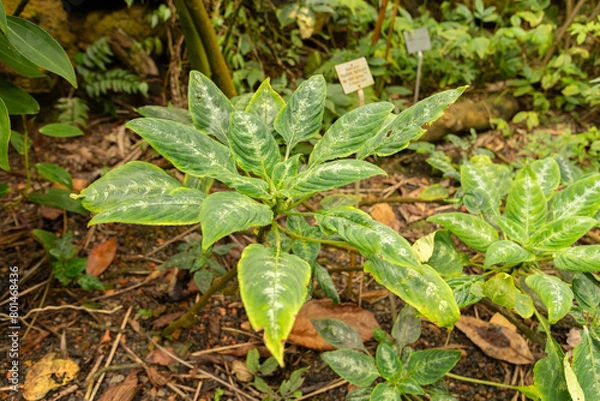 Obraz Impatiens Mackeyana plant in Zurich in Switzerland