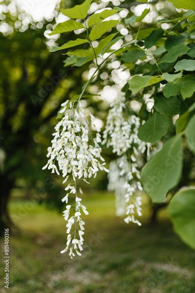 Fototapeta Beautiful white flowers with green leaves close-up. The American yellowwood tree is blooming in the park. Spring background. Summer landscape with trees and green meadow. Cladrastis kentuckea. Fabacea