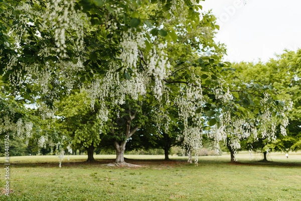 Fototapeta Beautiful white flowers with green leaves close-up. The American yellowwood tree is blooming in the park. Spring background. Summer landscape with trees and green meadow. Cladrastis kentuckea. Fabacea